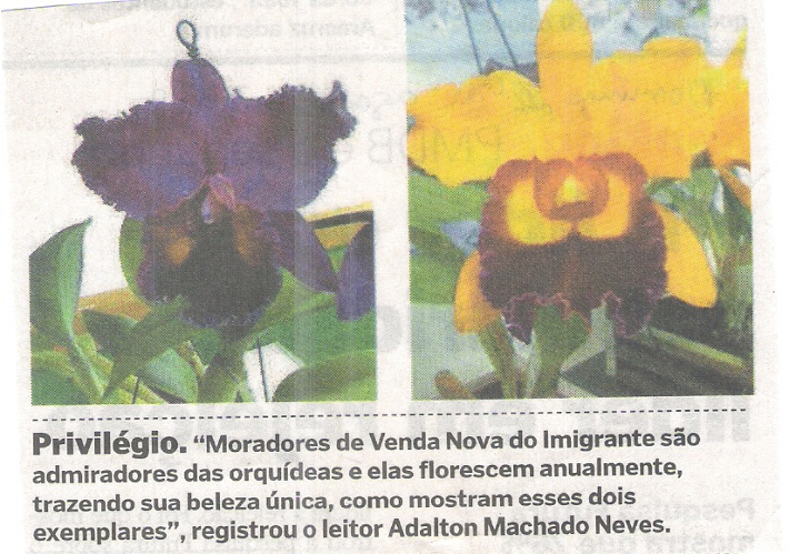 Orquídeas - 02/08/09